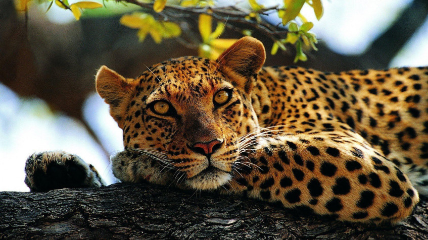 Gepard Full HD 1080p Wallpaper 1920x1080px