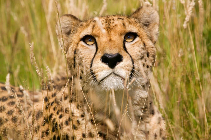 Gepard Laptop Wallpaper 1600x1066px