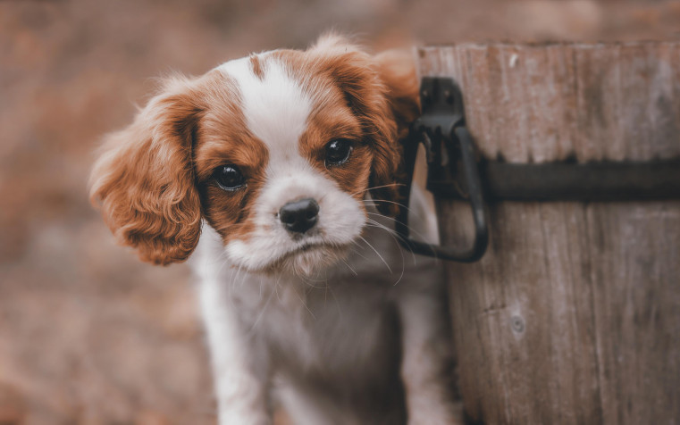 Charles Spaniel Dog Desktop Background 3840x2400px