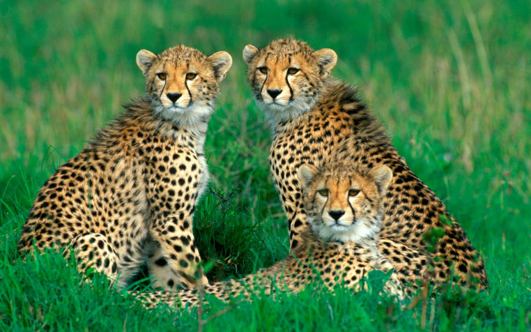 Gepard HD Background 2560x1600px