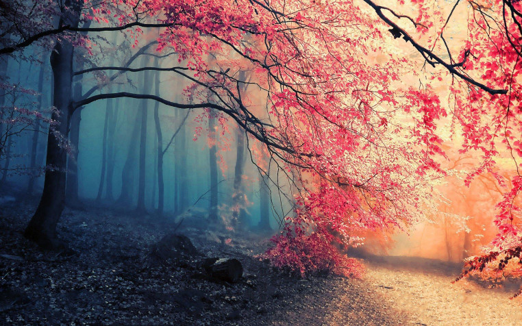 Forest Widescreen HD Wallpaper 1920x1200px