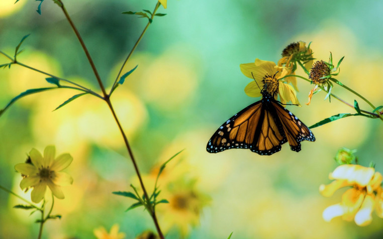 Butterflies Hd Desktop HD Wallpaper 2560x1600px