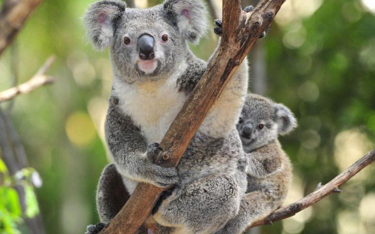 Koala Widescreen HD Wallpaper 1920x1200px