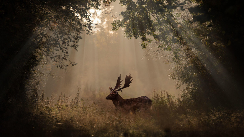 Deer 4k UHD Wallpaper 3840x2160px