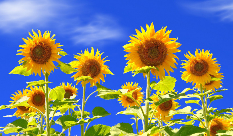 Sunflower Laptop Background 4273x2490px