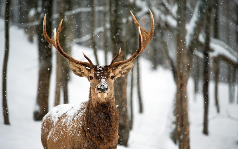 Deer MacBook Wallpaper 2560x1600px