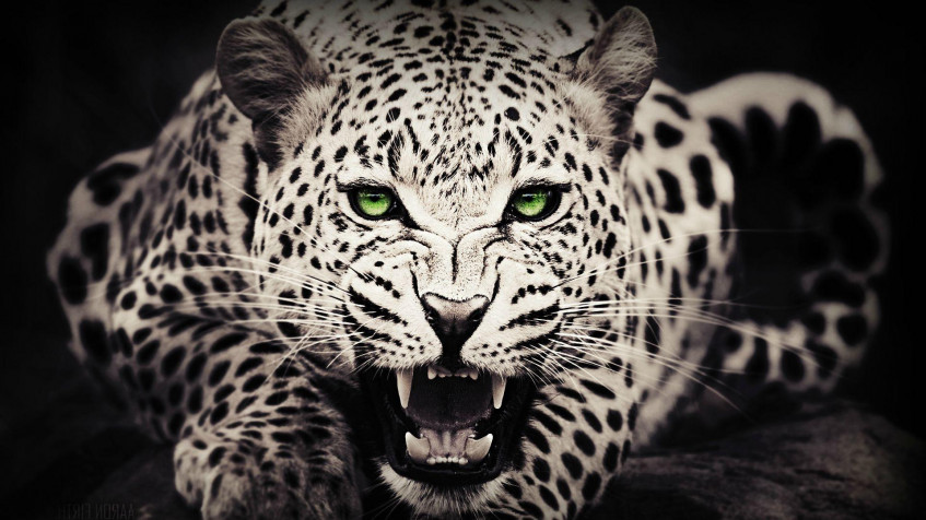 Gepard Full HD 1080p Wallpaper 1920x1080px