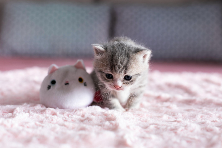 Kitten Laptop Wallpaper 4500x3000px