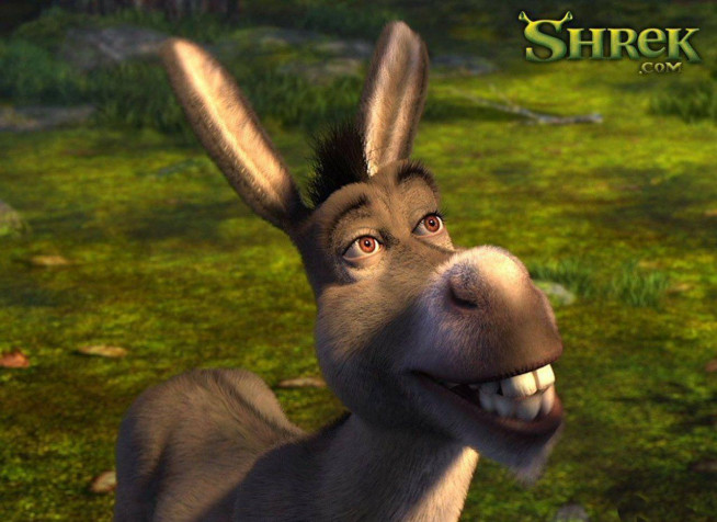 Donkey Desktop HD Background 1280x932px