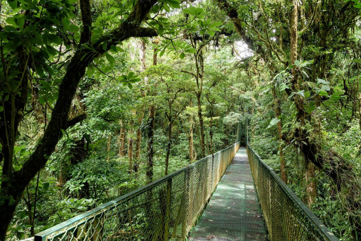 Monteverde Cloud Forest Laptop Wallpaper 1800x1200px