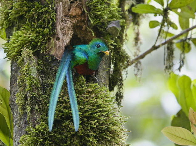 Monteverde Cloud Forest Laptop Background 1600x1200px