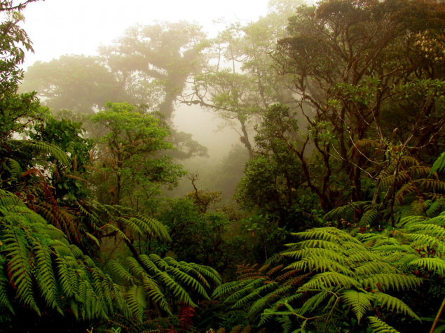 Monteverde Cloud Forest HD Background 1600x1200px