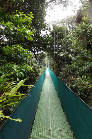 Monteverde Cloud Forest Mobile Wallpaper 2208x3310px