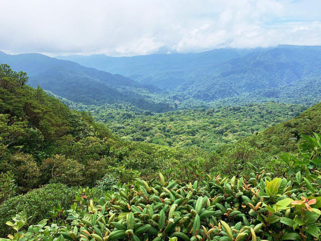 Monteverde Cloud Forest Laptop Wallpaper 1024x768px