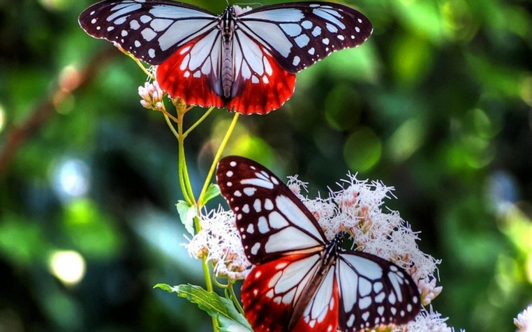 Butterfly HD Background 2560x1600px