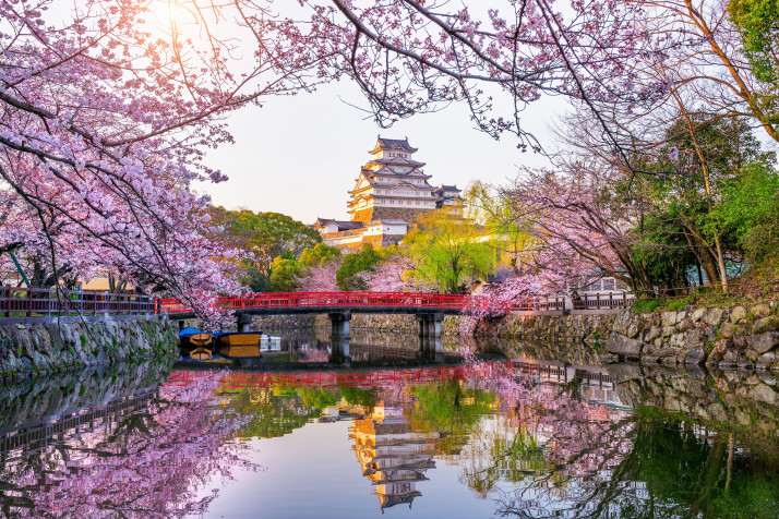 Japan Cherry Blossom Background Image 6000x4000px