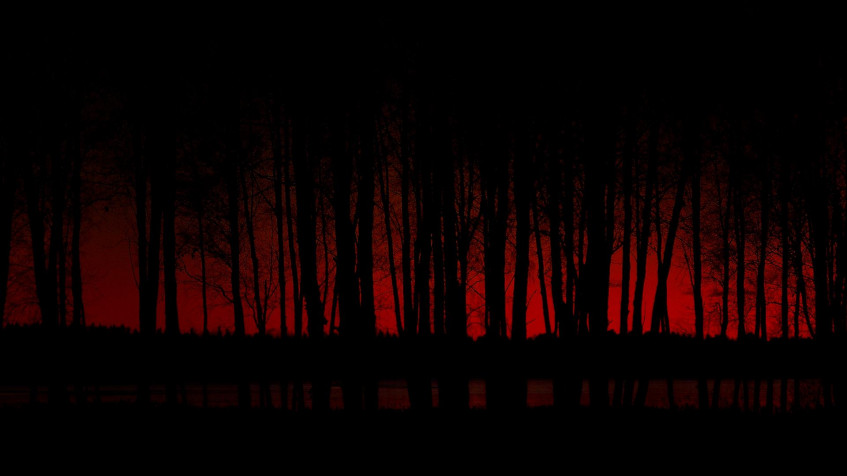 Dark Forest Full HD 1080p Wallpaper 1920x1080px