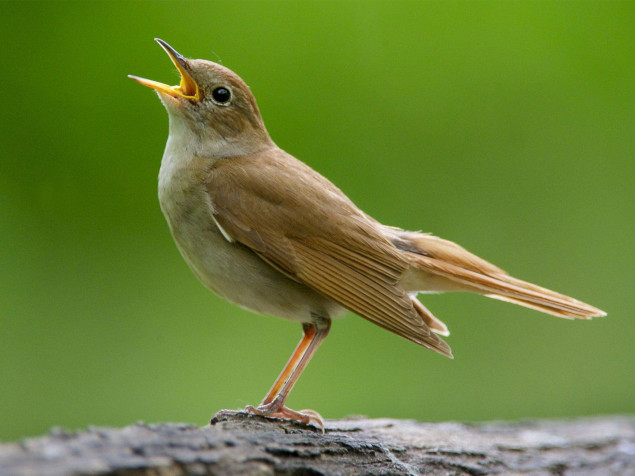 Nightingale Desktop Wallpaper 2048x1536px