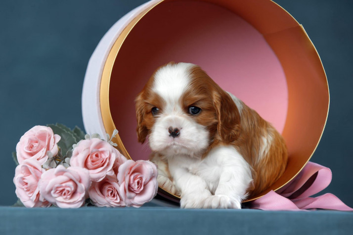 Charles Spaniel Dog Desktop HD Background 1920x1280px