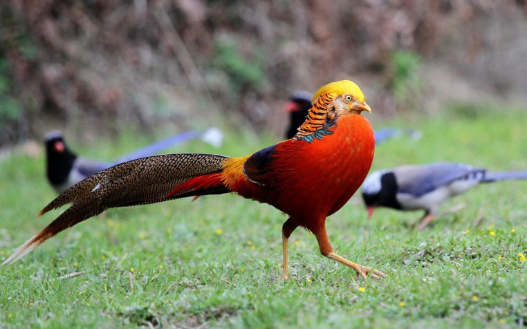 Golden Pheasant Widescreen HD Wallpaper 1920x1200px