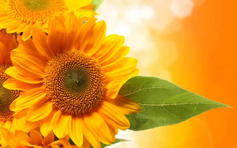 Sunflower Retina Widescreen Wallpaper 2880x1800px