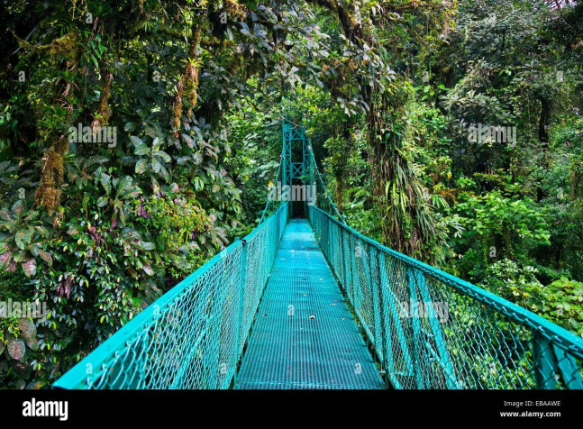 Monteverde Cloud Forest Desktop HD Background 1300x956px