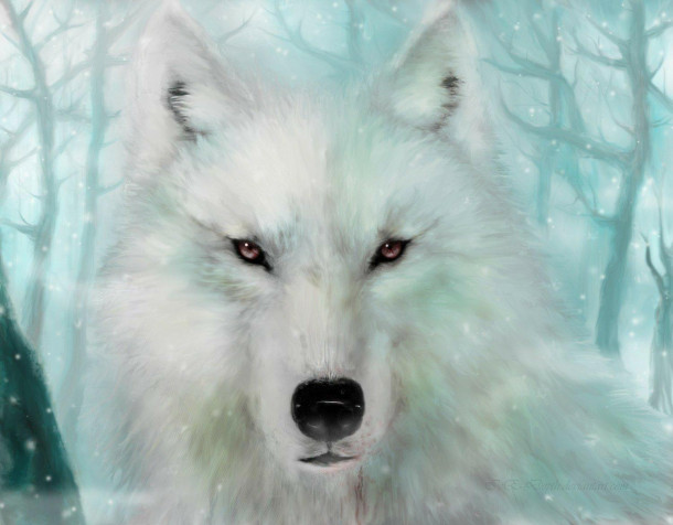 White Wolf MacBook Background 1500x1171px