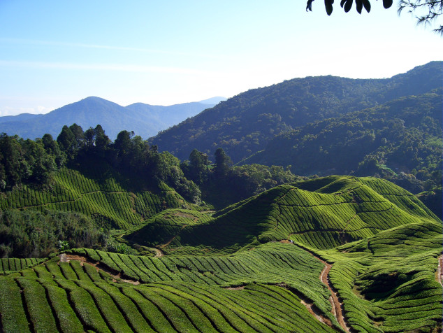 Cameron Highlands Laptop Wallpaper 2816x2112px