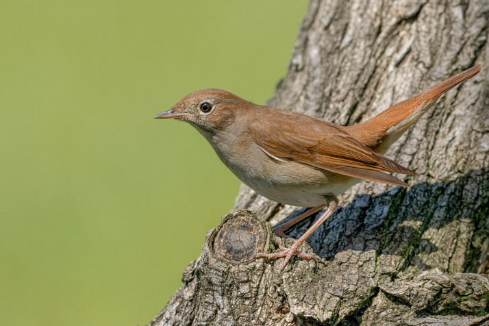 Nightingale Desktop Background 3000x2000px