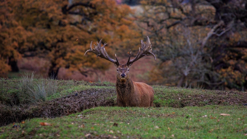 Deer Full HD 1080p Wallpaper 1920x1080px