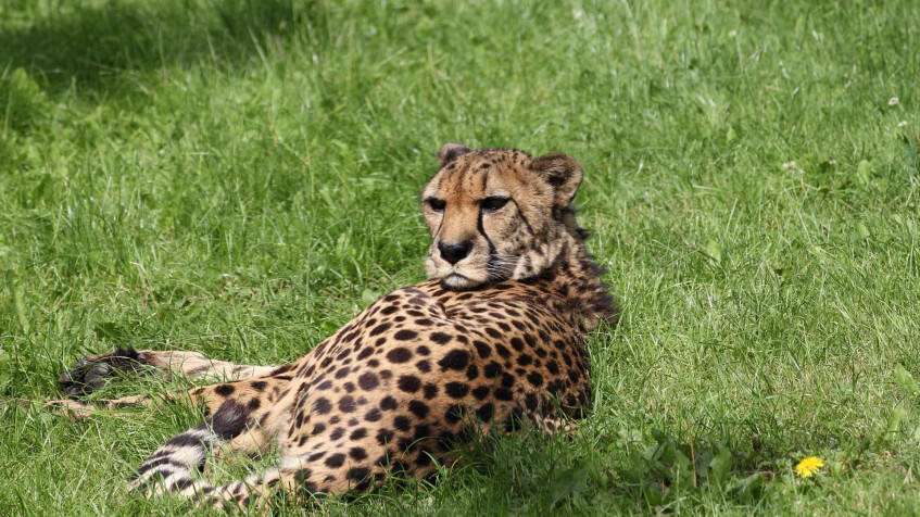 Gepard Full HD 1080p Wallpaper 1920x1080px