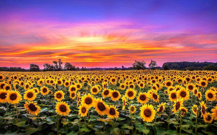 Sunflower Background Image 2560x1600px