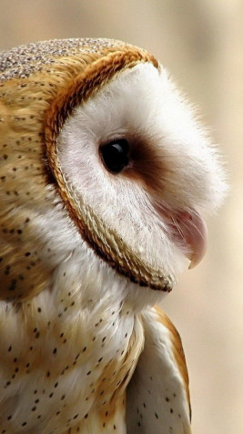 Owl iPhone Background 1080x1920px