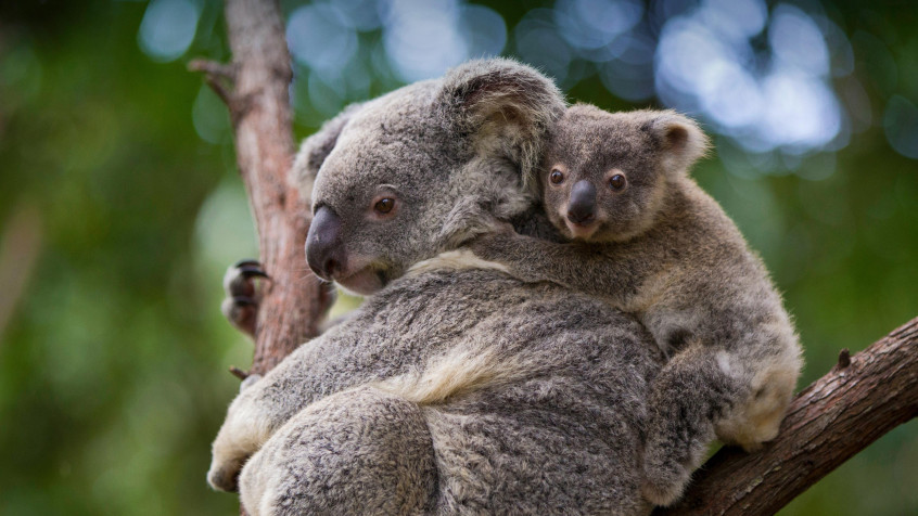 Koala HD Background 4418x2485px