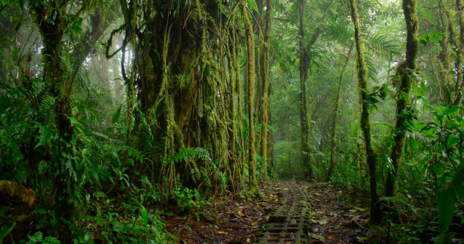 Monteverde Cloud Forest MacBook Background 1999x1053px