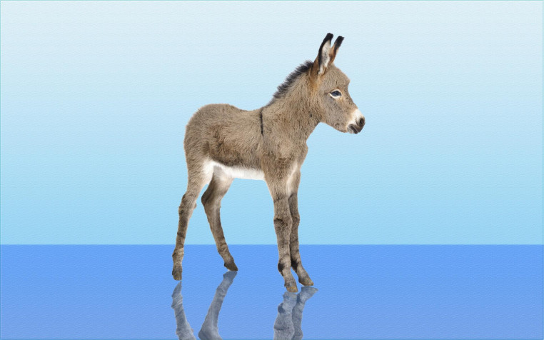 Donkey Widescreen HD Wallpaper 1920x1200px