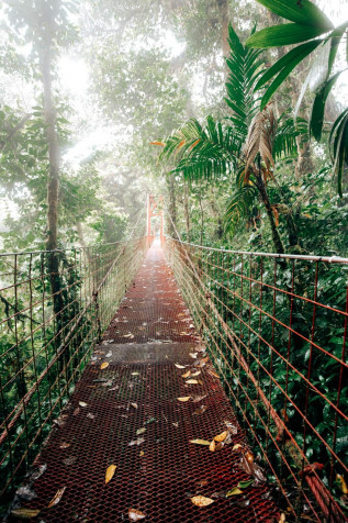 Monteverde Cloud Forest Phone HD Background 1365x2048px