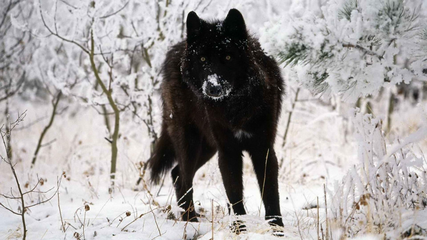 Black Wolf Full HD 1080p Wallpaper 1920x1080px