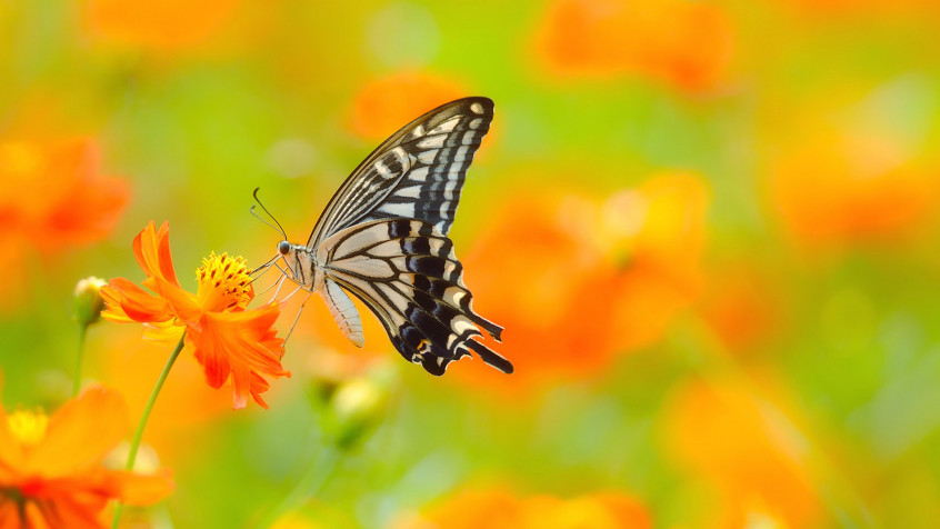 Butterflies Hd 4k UHD Wallpaper 3840x2160px