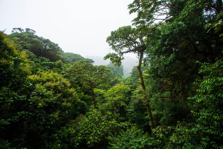 Monteverde Cloud Forest HD Background 1500x1000px