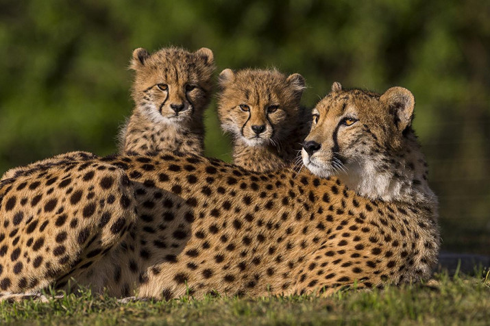 Gepard HD Wallpaper 1280x853px