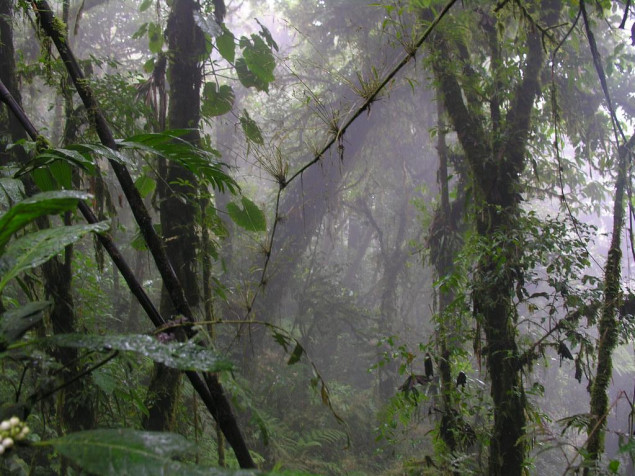 Monteverde Cloud Forest Wallpaper Image 1024x768px