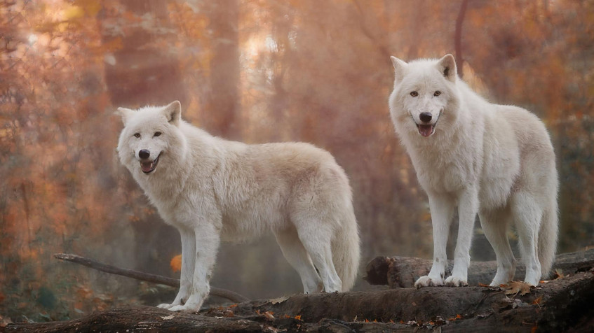 White Wolf Full HD 1080p Wallpaper 1920x1080px