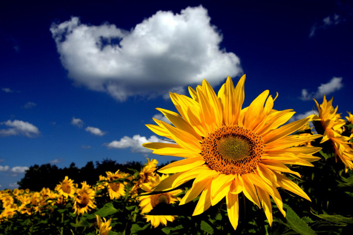 Sunflower HD Background 1920x1280px