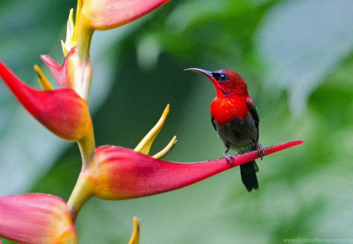 Birds MacBook Wallpaper 2048x1419px