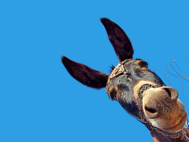 Donkey Desktop HD Background 1600x1200px