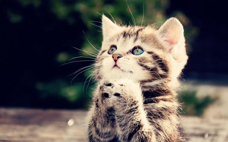 Kitten Widescreen HD Wallpaper 1920x1200px