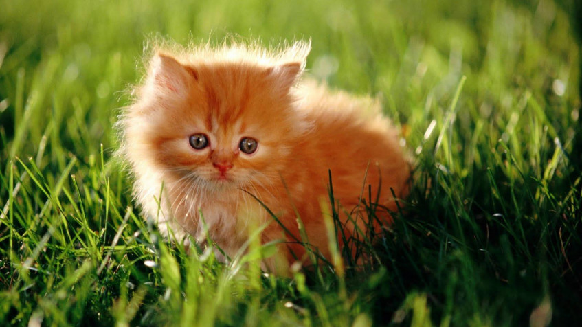 Cat Hd Background Image 1600x900px