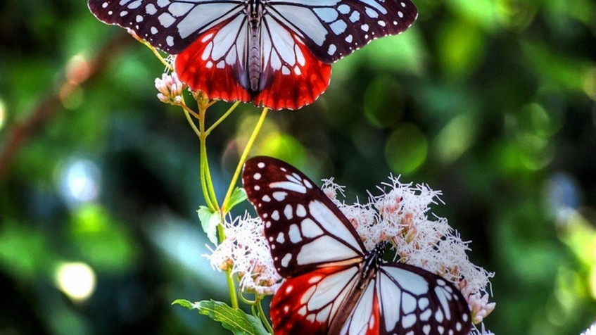 Butterfly Full HD 1080p Wallpaper 1920x1080px