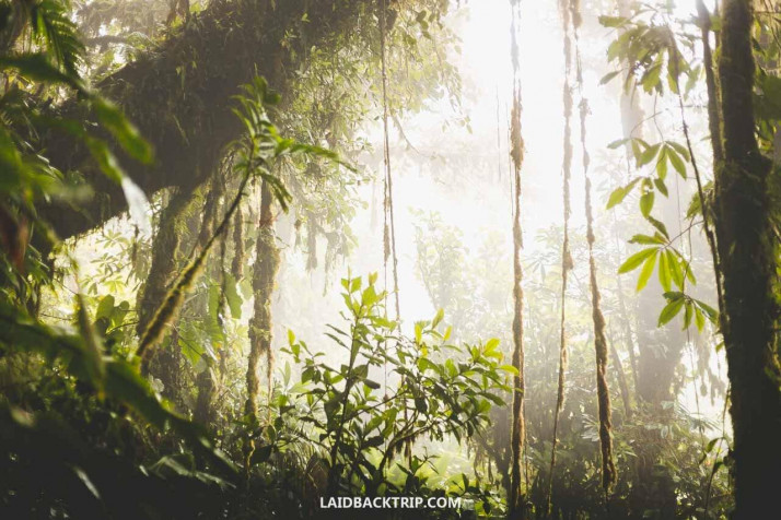 Monteverde Cloud Forest Desktop Wallpaper 1280x854px